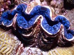 giant clam scientific name
